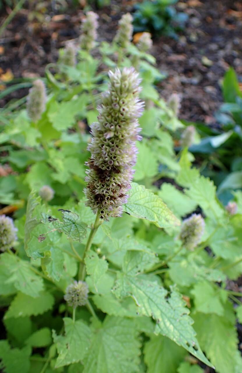 Growing, Planting and Using Agastache Hummingbird Mint ...