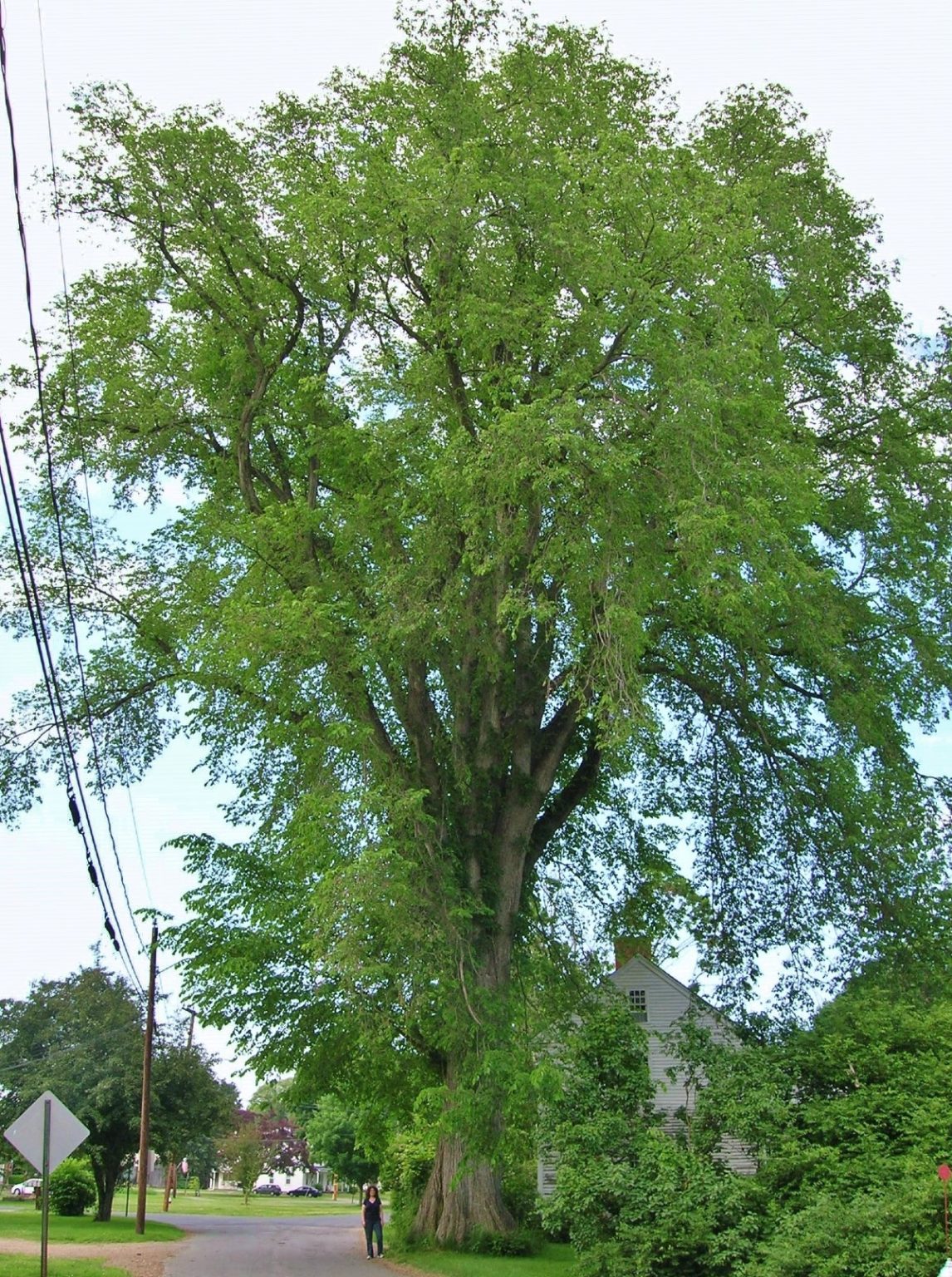 The Great Elm Tree Can It be Resurrected? Home and Garden Digest