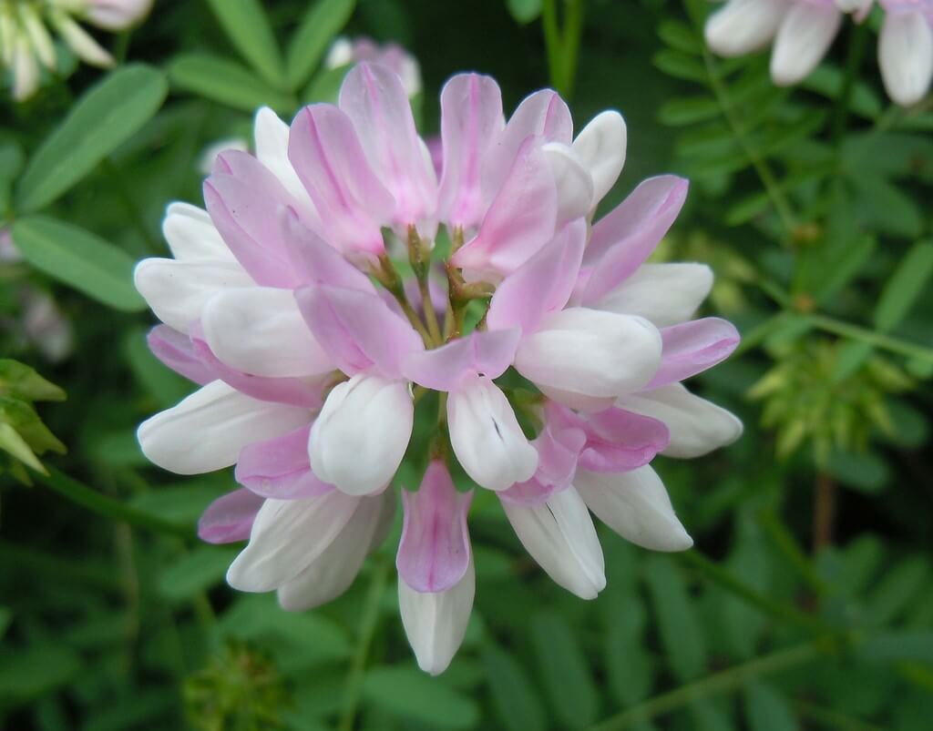 Crown Vetch (Securigera varia)