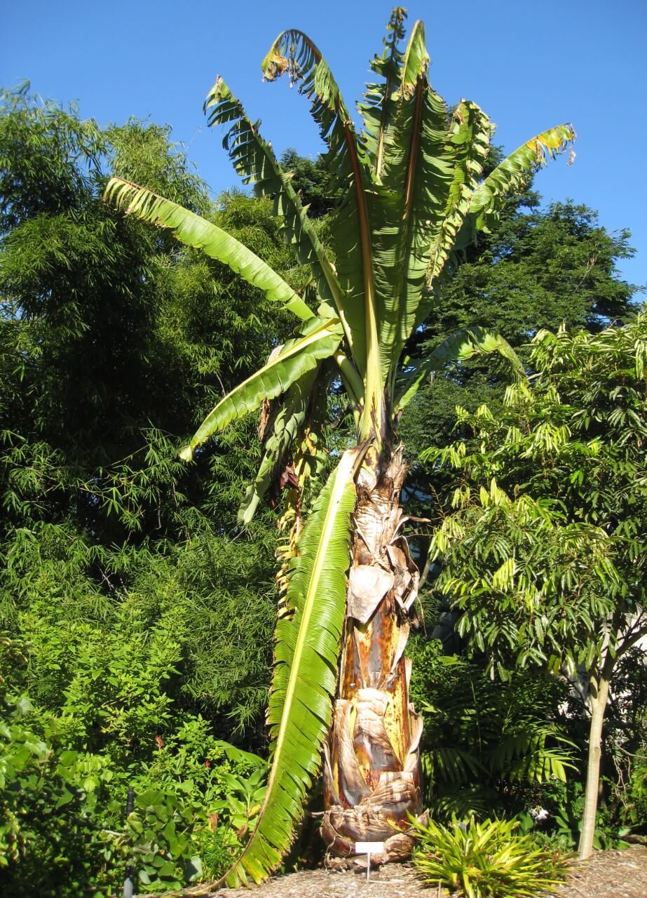Abyssinian Banana (Ensete ventricosum)
