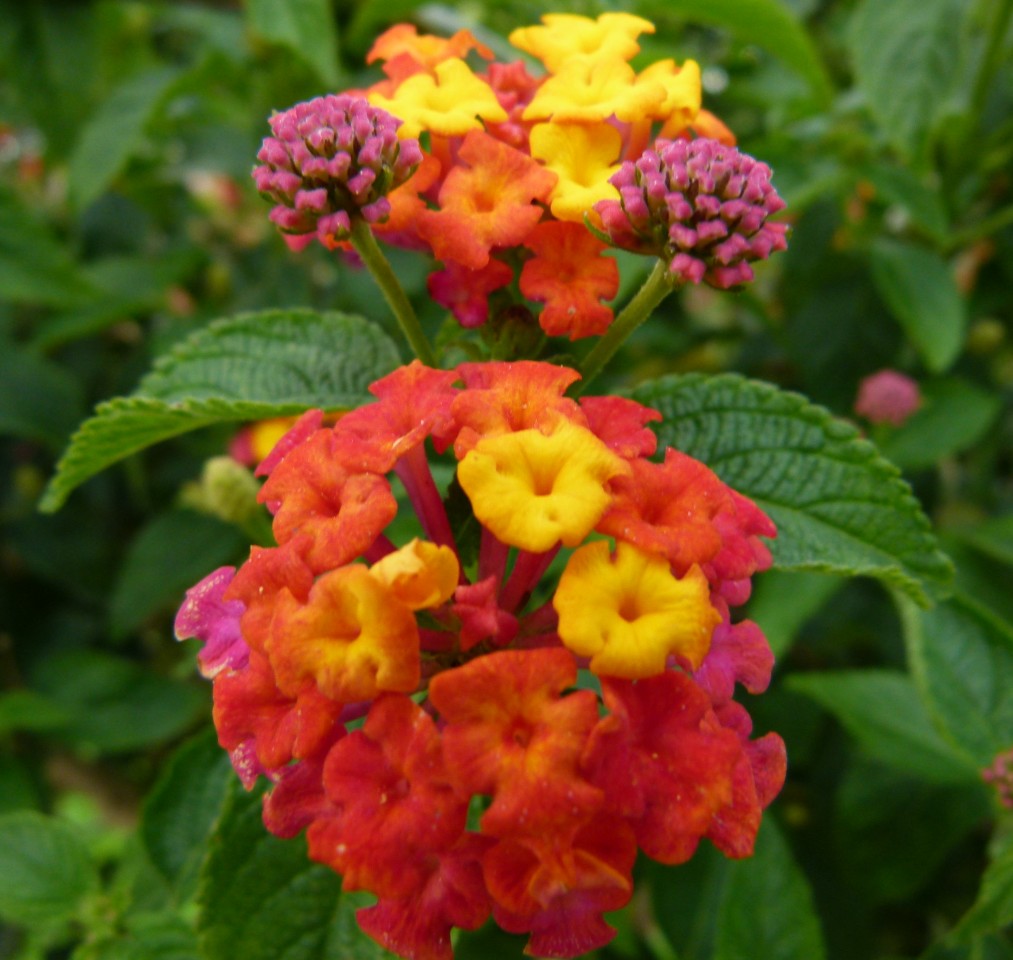 The Lantana Hybrid is a Mediterranean Plant for all Seasons