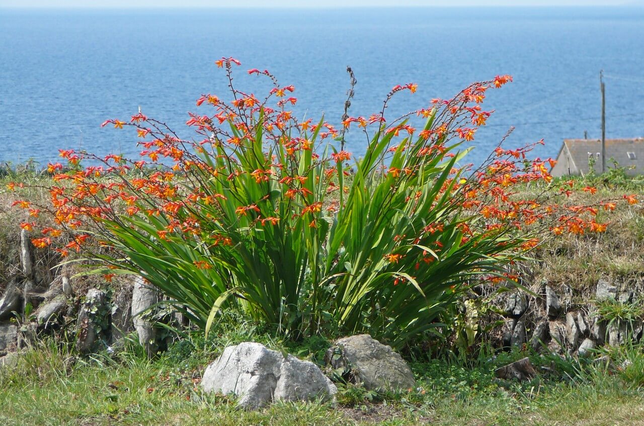 Montbretia (Crocosmia, Coppertips)