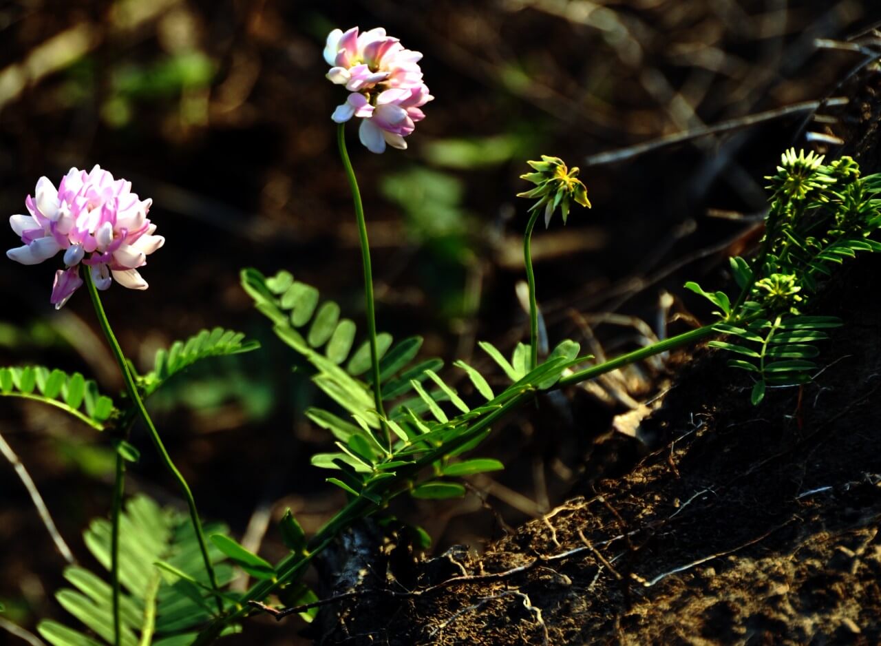 Crown Vetch (Securigera varia)