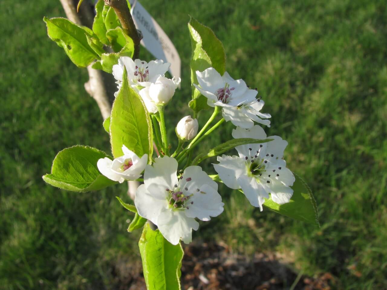 Груша цветок любовь. Pyrus canadensis. Цветок Пирус. Pyrus доска. Пирус Марина.