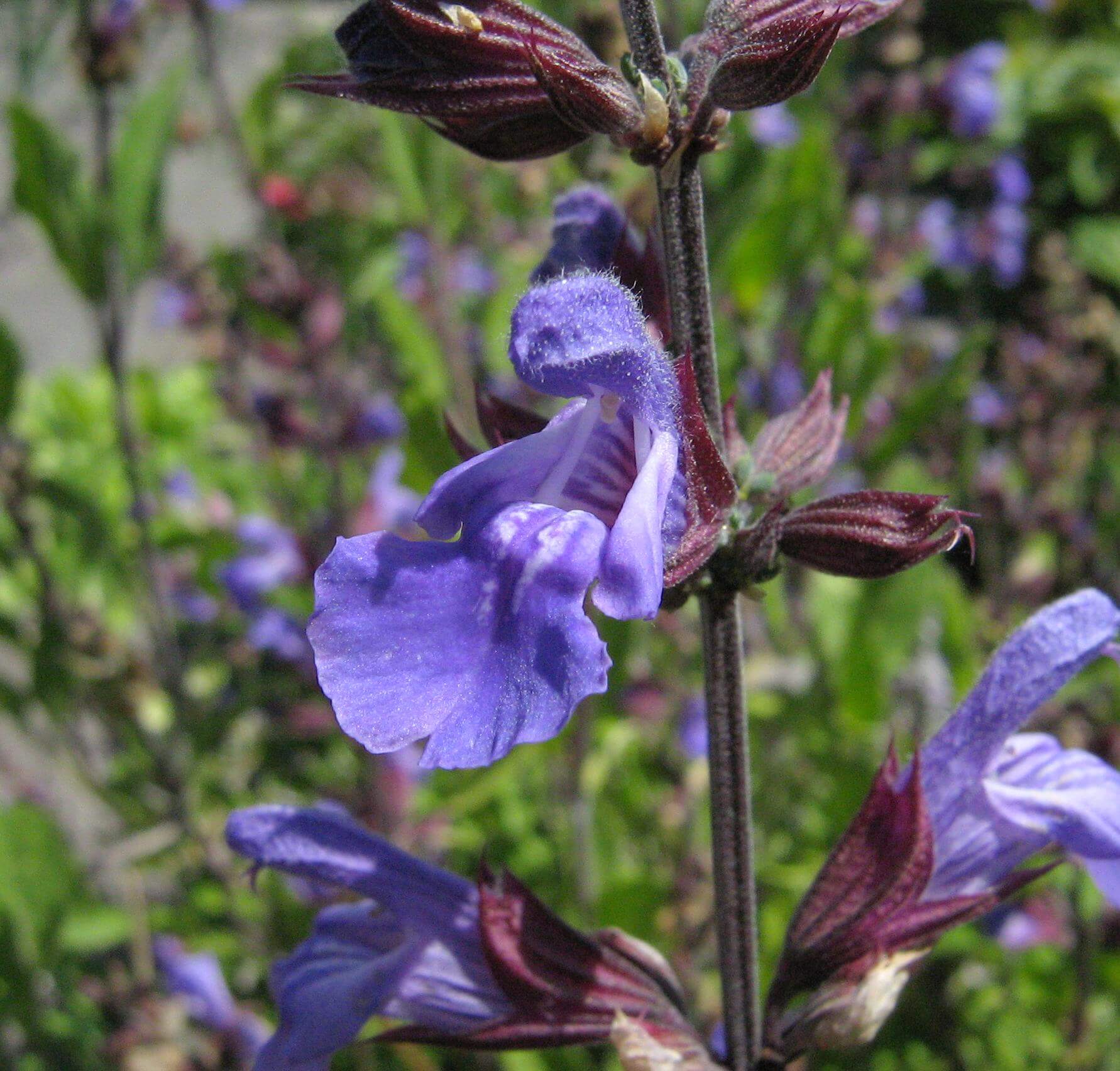 sage flower