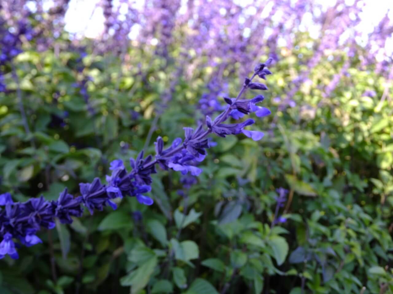 Indigo Spires Sage