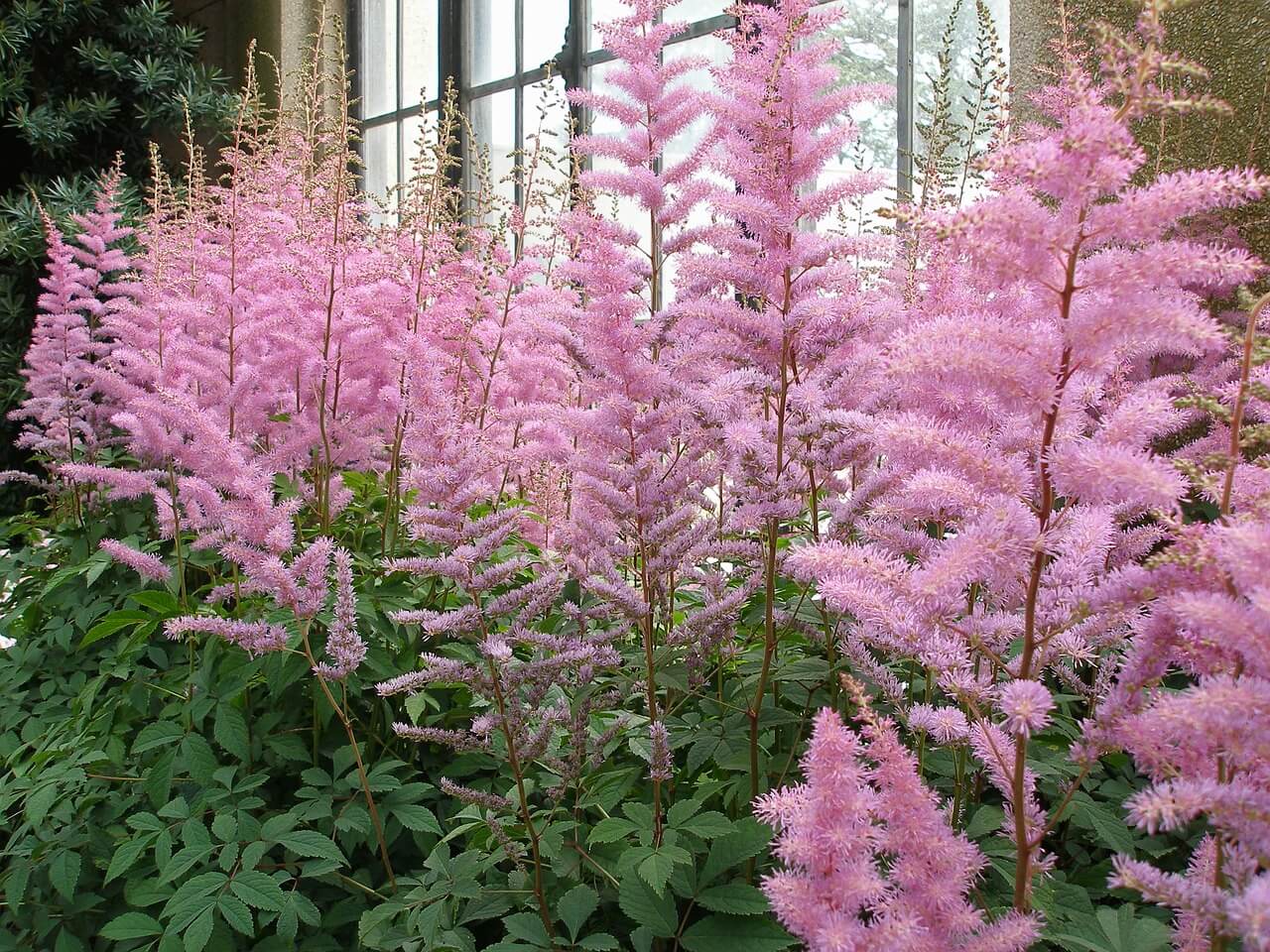 Astilbe Plant How To Grow and Care For False Goat's Beard