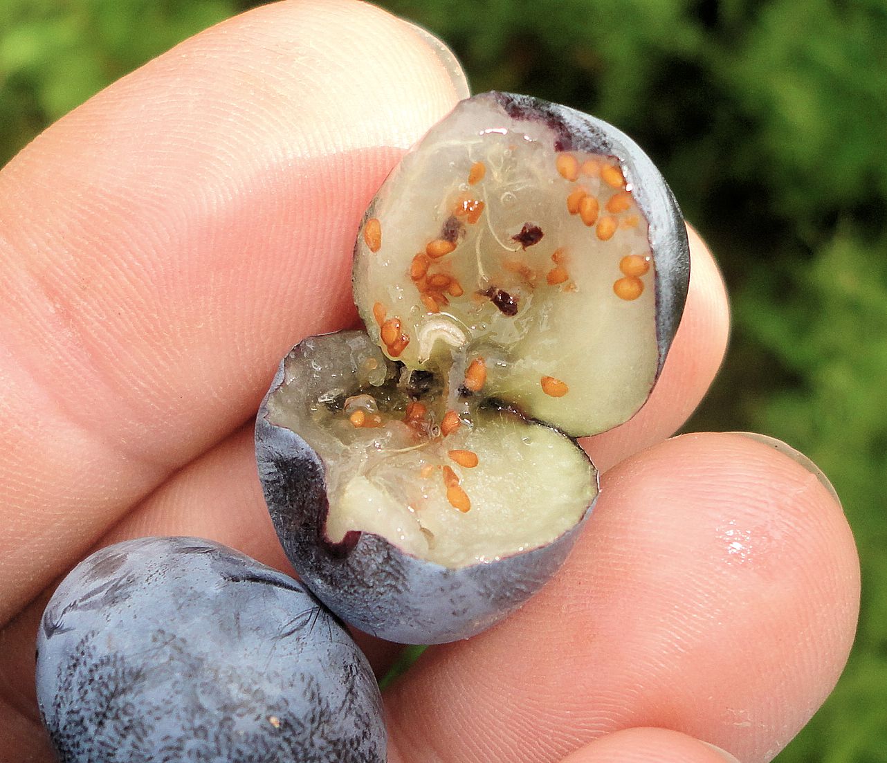 The blueberry maggot