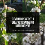 Cleveland Pear Tree: a Great Alternative for Bradford Pear