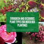 Shrubs in Garden Designs: Evergreen and Deciduous Plant Types for Mixed Bed Plantings