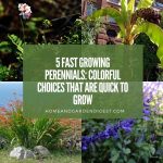 5 Fast Growing Perennials: Colorful Choices that are Quick to Grow