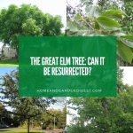 The Great Elm Tree: Can It be Resurrected?