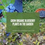 Grow Organic Blueberry Plants in the Garden