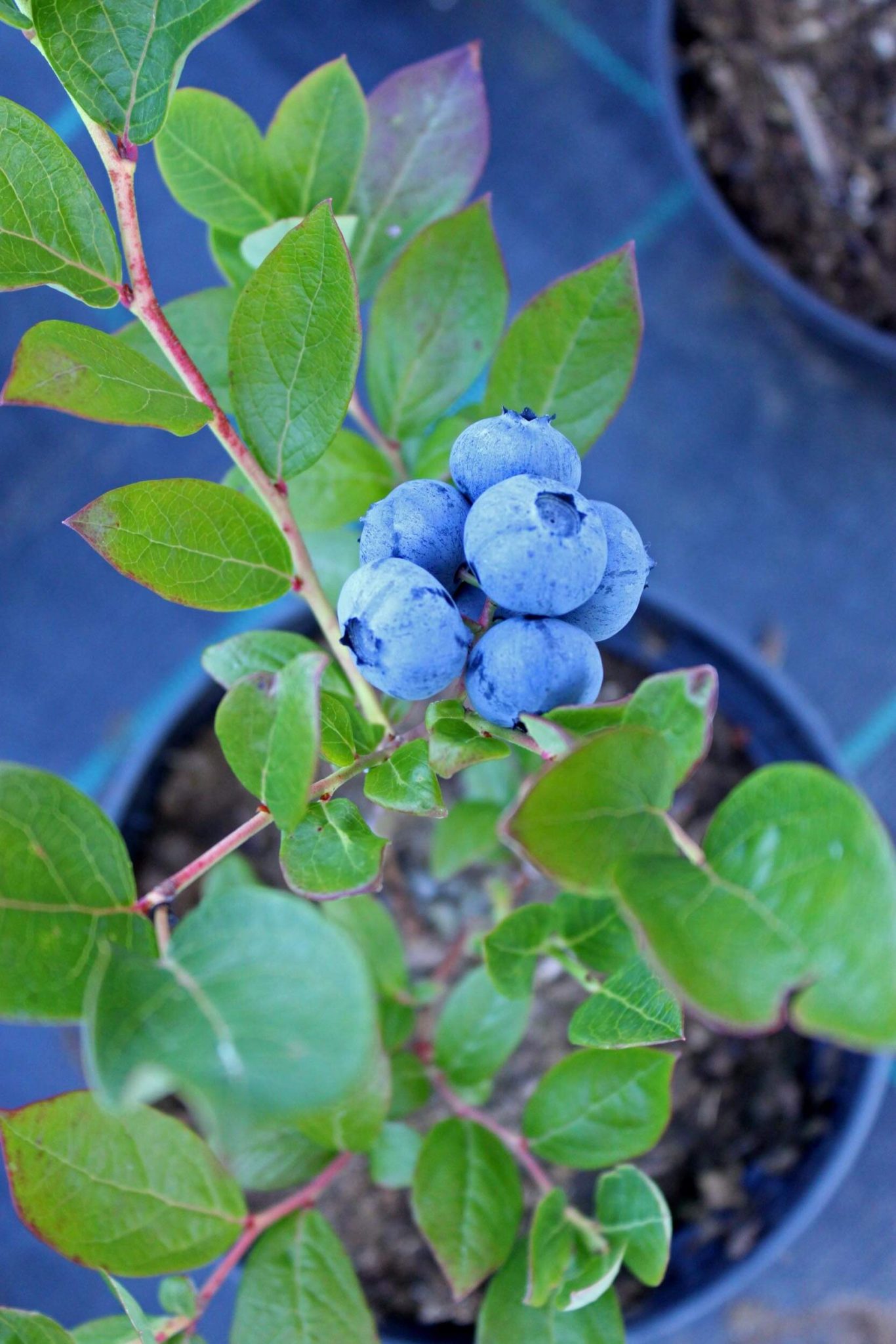 How To Grow And Care Organic Blueberry Plants In The Garden