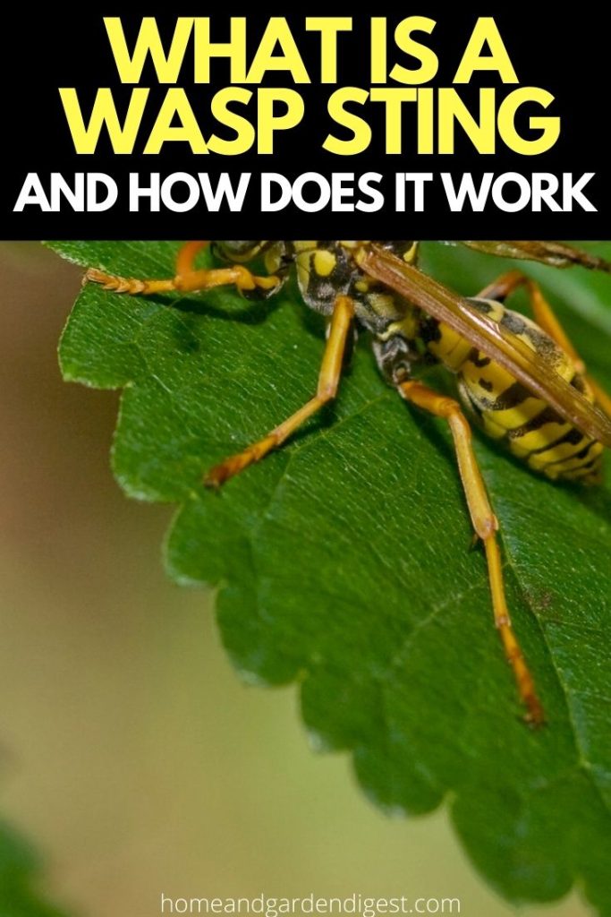 What Is a Wasp Sting and How Does it Work - Home and Garden Digest