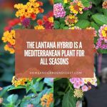 The Lantana Hybrid is a Mediterranean Plant for all Seasons