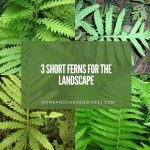 3 Short Ferns for the Landscape: Grow Under Two Feet Tall
