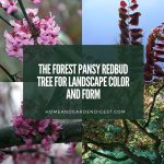 The Forest Pansy Redbud Tree for Landscape Color and Form