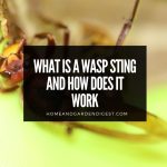 What Is a Wasp Sting and How Does it Work