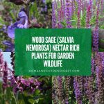 Wood Sage Nectar Rich Plants for Garden Wildlife