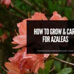 Azalea Plants: Growing and Caring Tips