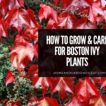 Boston Ivy Plants: Growing and Caring Tips