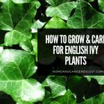 English Ivy Plants: Growing and Caring Tips
