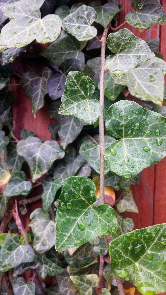 English Ivy Plants Growing and Caring Tips Home and