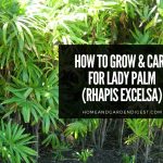 Lady Palm (Rhapis excelsa): Growing Tips and Care