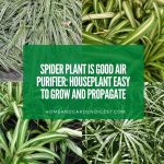 Spider Plant is Good Air Purifier: Houseplant Easy to Grow and Propagate