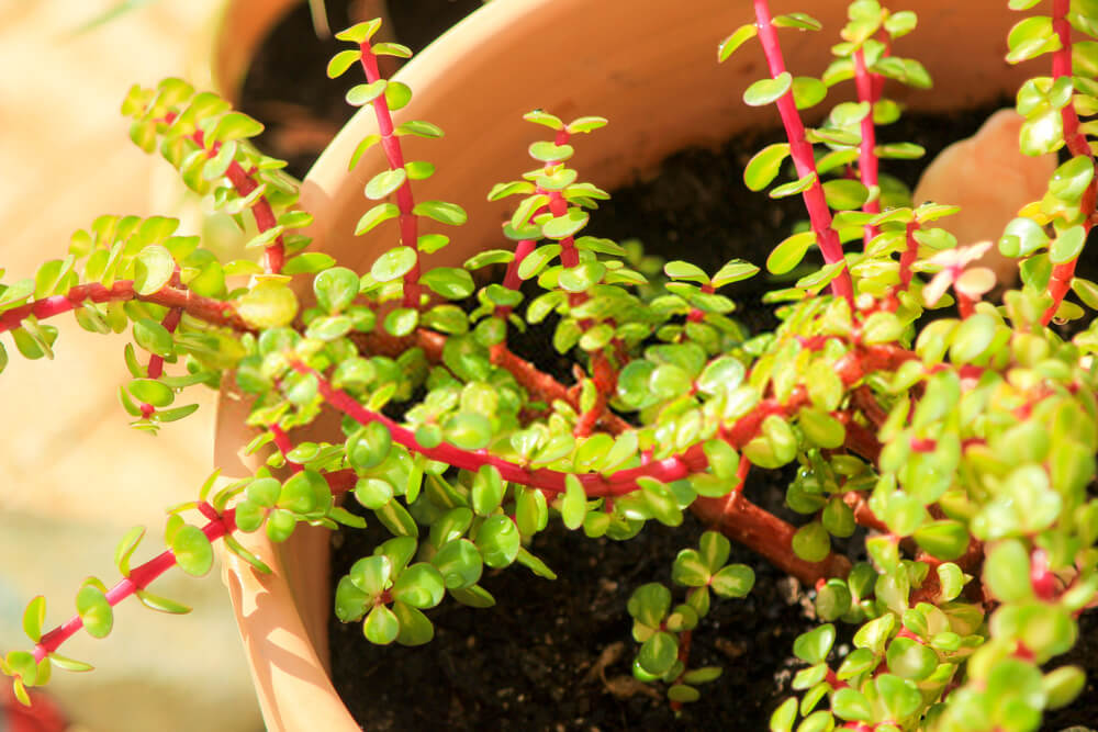 Portulacaria Afra: How To Grow & Care For Elephant Bush Succulents