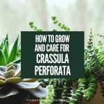 How To Grow and Care For Crassula Perforata (String Of Buttons)