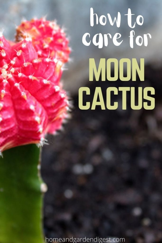 Gymnocalycium Mihanovichii: How To Care For Moon Cactus