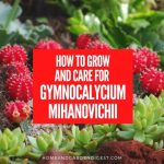 How To Grow and Care For Gymnocalycium Mihanovichii (Moon Cactus)