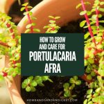 How To Grow and Care For Portulacaria Afra (Elephant Bush)