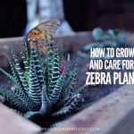 Haworthia Fasciata (Zebra Plant, Zebra Haworthia) Care