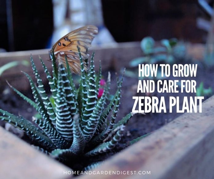zebra plant care