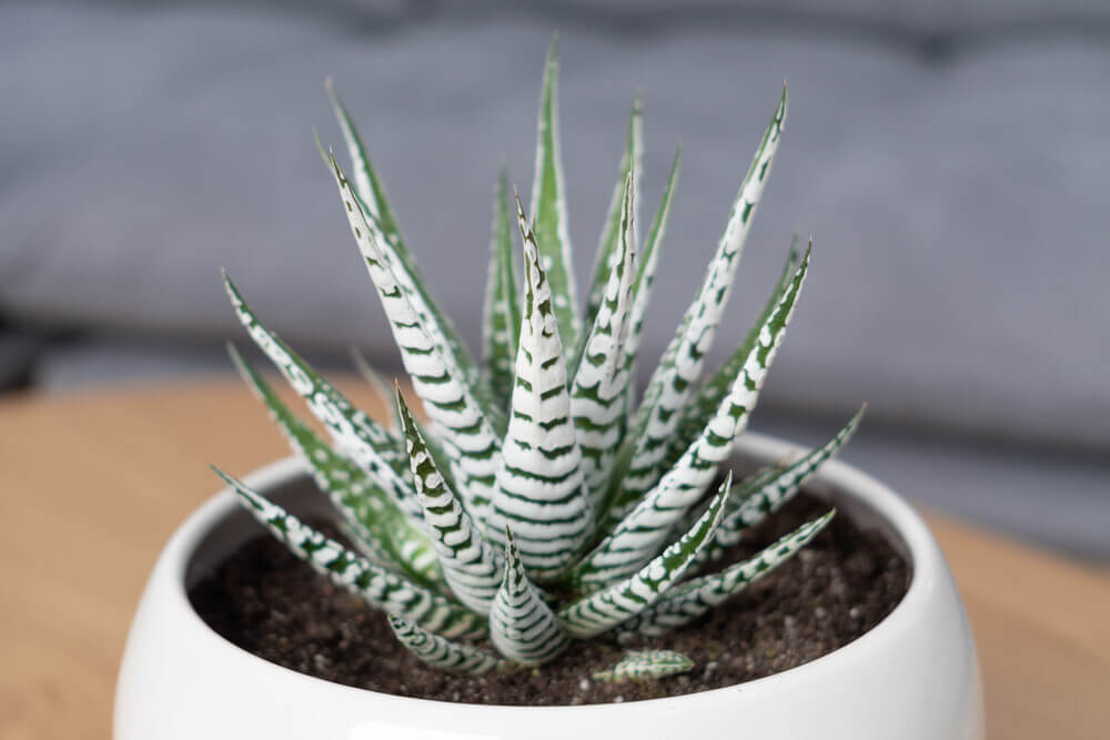 haworthia fasciata