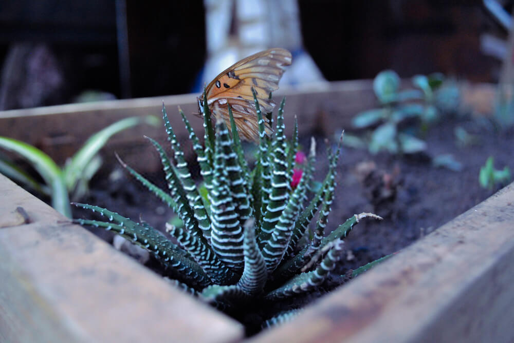 Haworthia Fasciata: How To Grow & Care For Zebra Plant