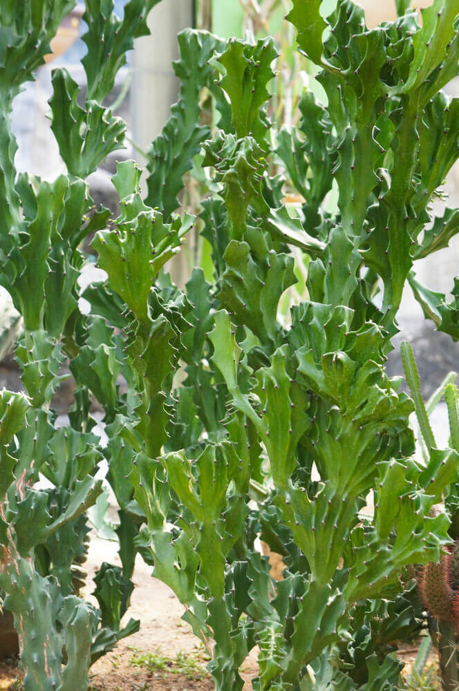 Care for Euphorbia Lactea