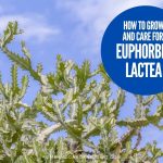 How To Grow and Care For Euphorbia lactea (Dragon Bones Tree)