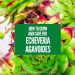 How To Grow and Care For Echeveria Agavoides (Lipstick Echeveria)