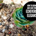 How To Grow and Care For Echeveria elegans 'Mexican Snowball'