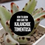 How To Grow and Care For Kalanchoe Tomentosa (Panda Plant)