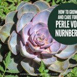 How To Grow and Care For Echeveria Perle von Nurnberg