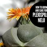 How To Grow and Care For Pleiospilos Nelii 'Split Rock'