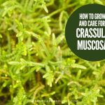 How To Grow and Care For Crassula muscosa 'Watch Chain'