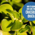 How To Grow and Care for Crassula ovata (Gollum Jade)
