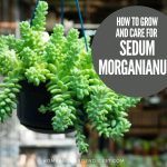 How To Grow and Care For Sedum Morganianum 'Burrito' (Donkey tail)