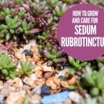 How To Grow and Care For Sedum rubrotinctum 'Pork and Beans' (Jelly Bean Plant)